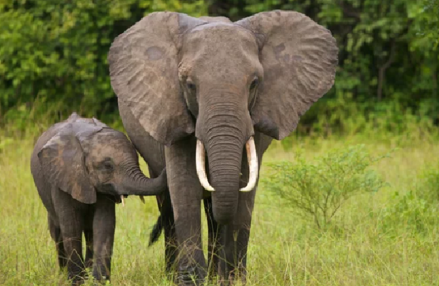 広島市歯医者　佐伯区歯医者　楽々園歯医者　海老園歯医者　廿日市市歯医者　えみたす歯科・矯正歯科　イオンタウン楽々園院　広島市でおすすめの歯医者　歯科　歯医者　えみたす歯科・矯正歯科イオンタウン楽々園院　歯の雑学